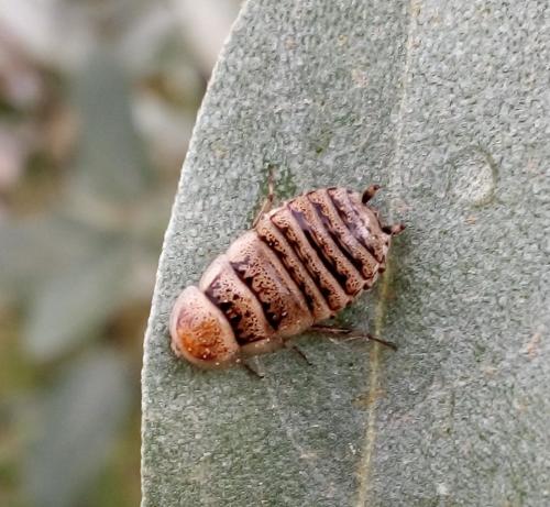 Réf. 228 421 : Phyllodromica subaptera